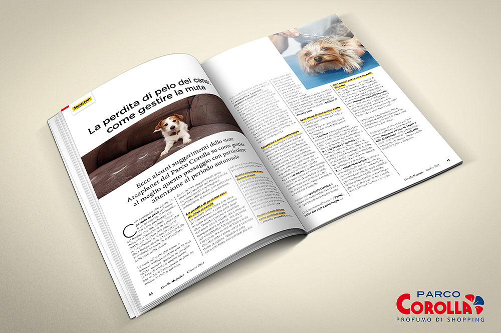 La perdita di pelo del cane: come gestire la muta autunnale