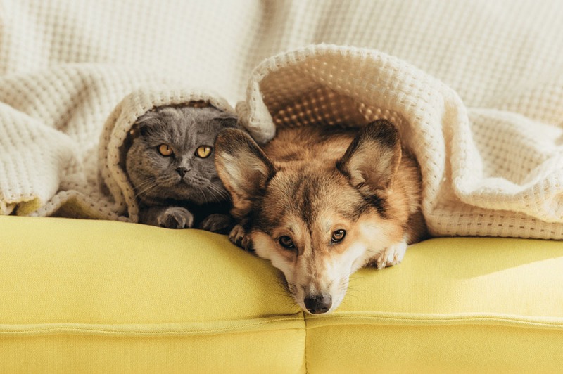 Antiparassitari per cani e gatti: la guida di Arcaplanet 